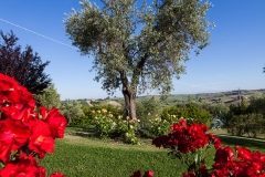 IMG_8664mod_ok