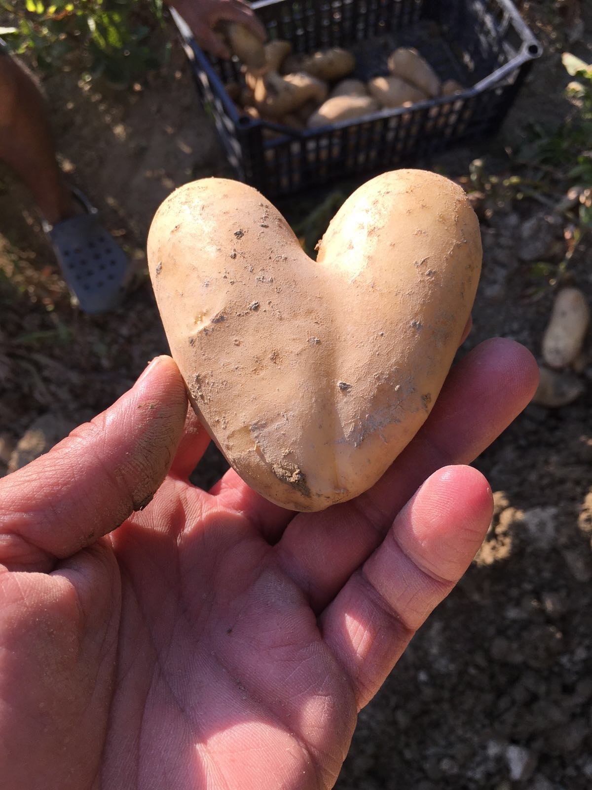 patate coltivate con divin amore