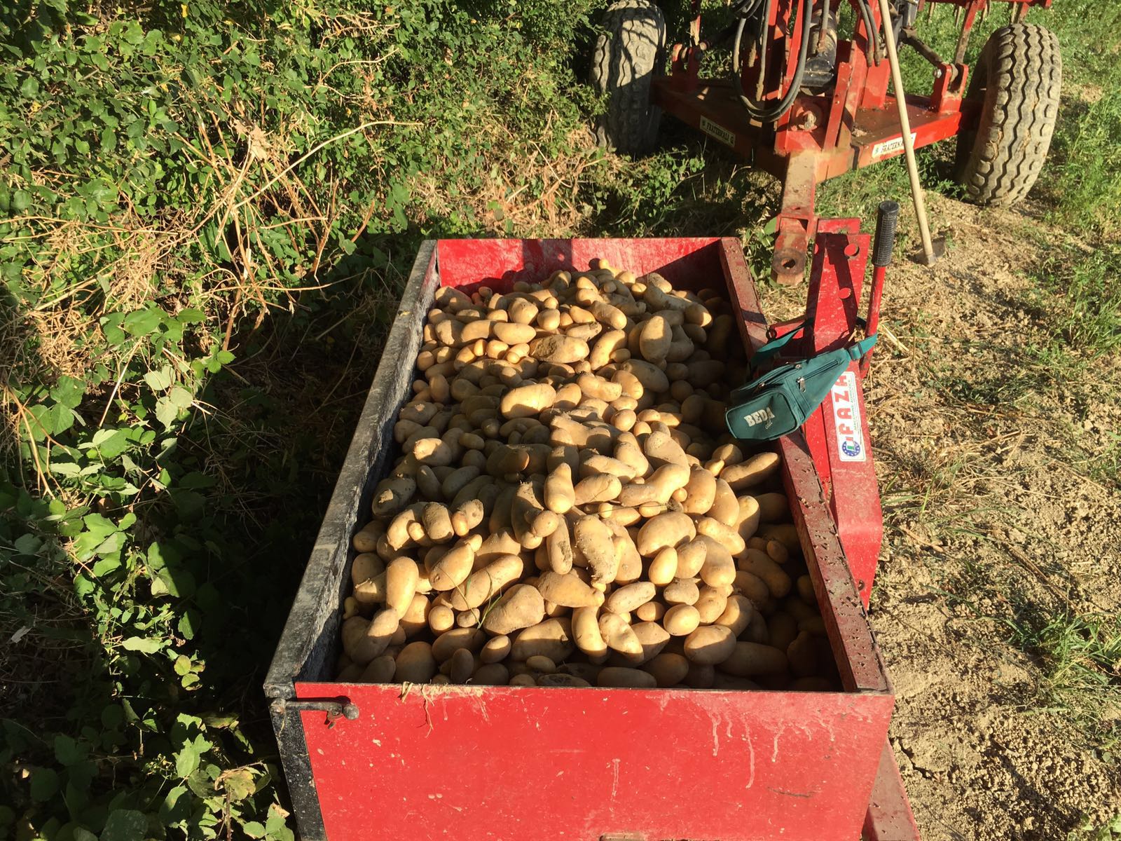 raccolta patate