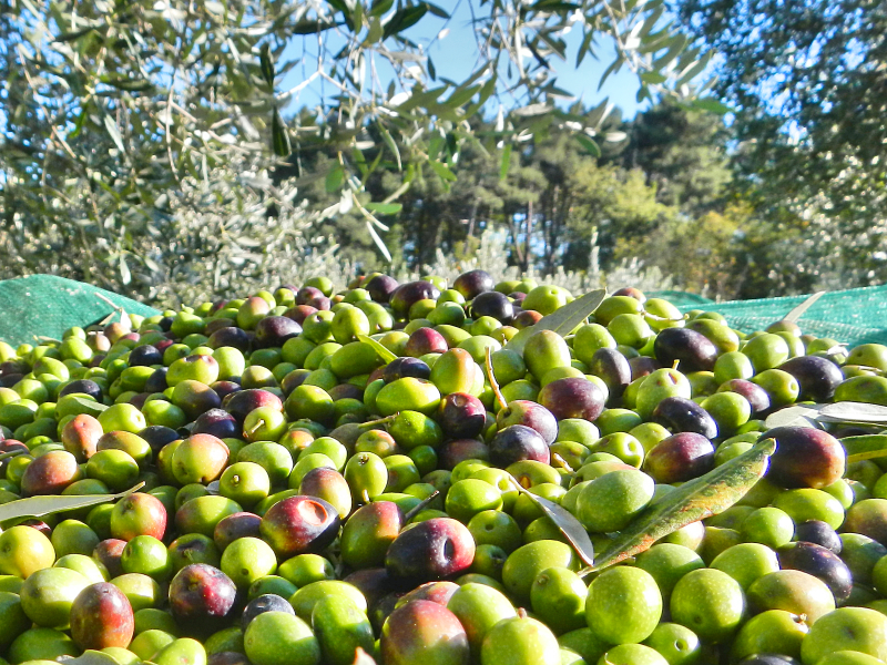 raccolte olive Divinamore