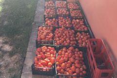pomodori da passata