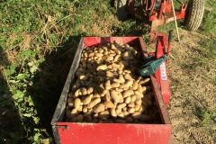 raccolta patate