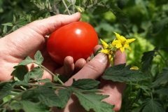 i nostri pomodori