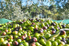 raccolte olive Divinamore